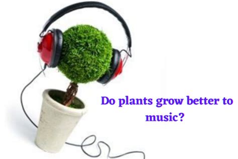 do plants grow better with music... or perhaps the type of music matters?